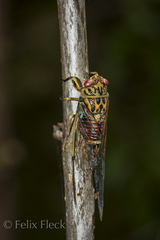 Amphipsalta zelandica