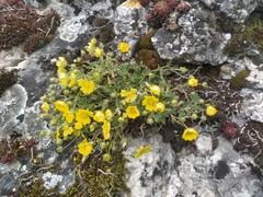 Potentilla incana
