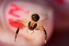 Xysticus texanus