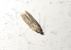 Monochroa quinquepunctella