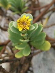 Borrichia arborescens