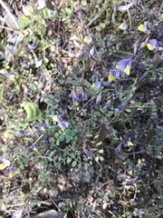 Vicia hybrida