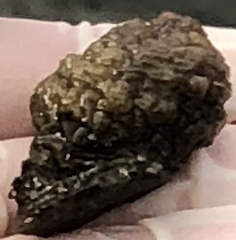 Ascidiacea