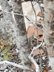 Anolis scriptus