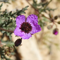 Erodium crassifolium