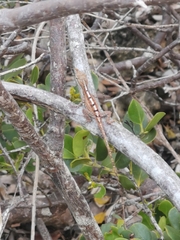 Anolis scriptus