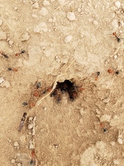 Myrmecocystus placodops