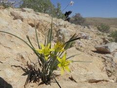Gagea reticulata