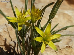 Gagea reticulata