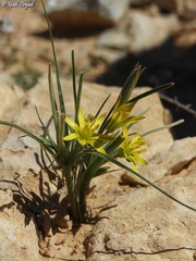 Gagea reticulata