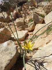 Gagea reticulata