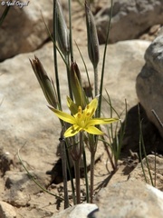 Gagea reticulata