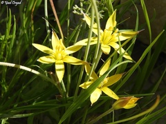 Gagea reticulata