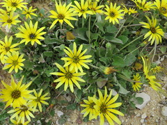 Arctotheca calendula