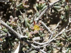 Gymnocarpos decander