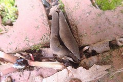 Helvella solitaria
