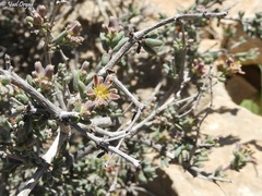 Gymnocarpos decander