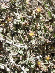 Gymnocarpos decander