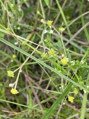 Ranunculus pusillus