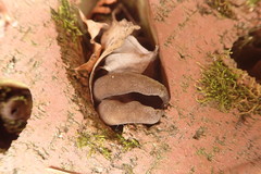 Helvella solitaria