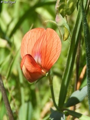 Lathyrus pseudocicera