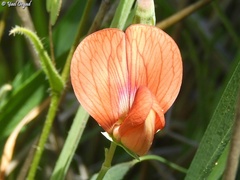 Lathyrus pseudocicera