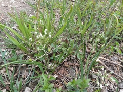 Ornithogalum