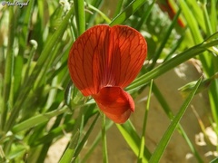 Lathyrus pseudocicera