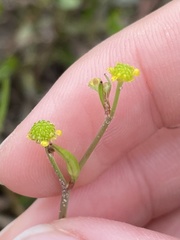 Ranunculus pusillus