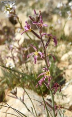 Matthiola longipetala