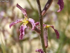 Matthiola longipetala