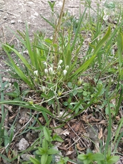Ornithogalum