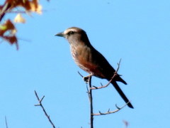 Coracias naevius mosambicus