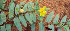 Chamaecrista biensis