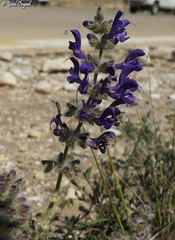Salvia lanigera