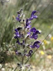 Salvia lanigera