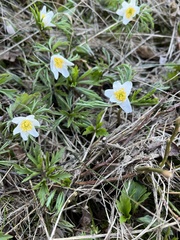 Anemonoides nemorosa