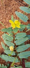 Chamaecrista biensis