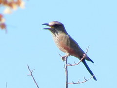 Coracias naevius mosambicus