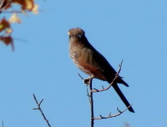 Coracias naevius mosambicus
