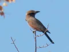 Coracias naevius mosambicus