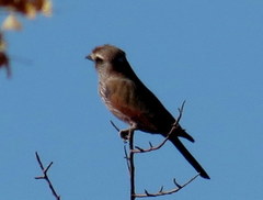Coracias naevius mosambicus