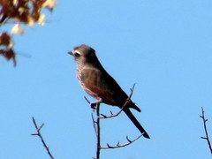 Coracias naevius mosambicus