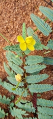 Chamaecrista biensis