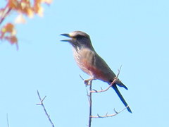 Coracias naevius mosambicus