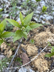 Mercurialis perennis
