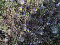 Vicia hybrida