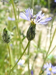 Volutaria crupinoides