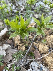Mercurialis perennis