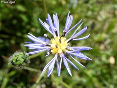 Volutaria crupinoides